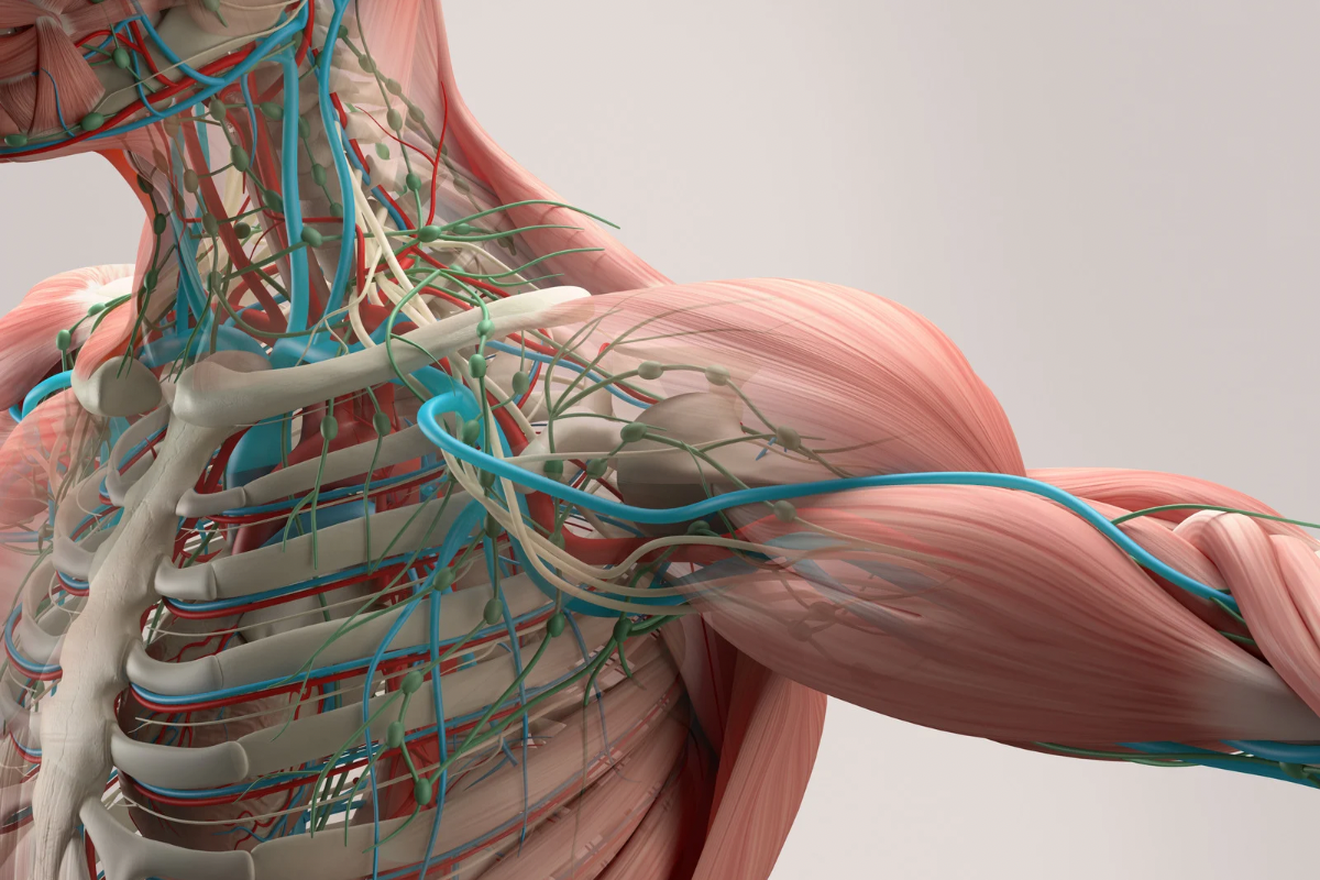 Anatomia umărului și recuperarea acestuia prin kinetoterapie:&hellip;